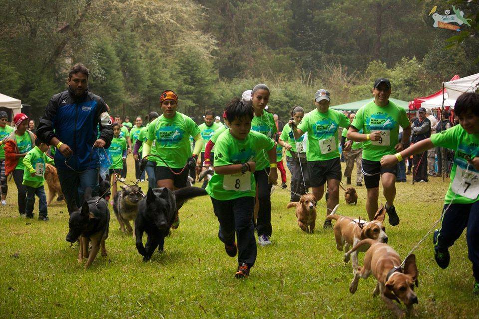 Compite con tu perro en La Marquesa