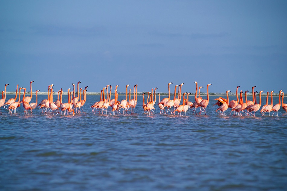 Enamórate del lago rosa de Yucatán