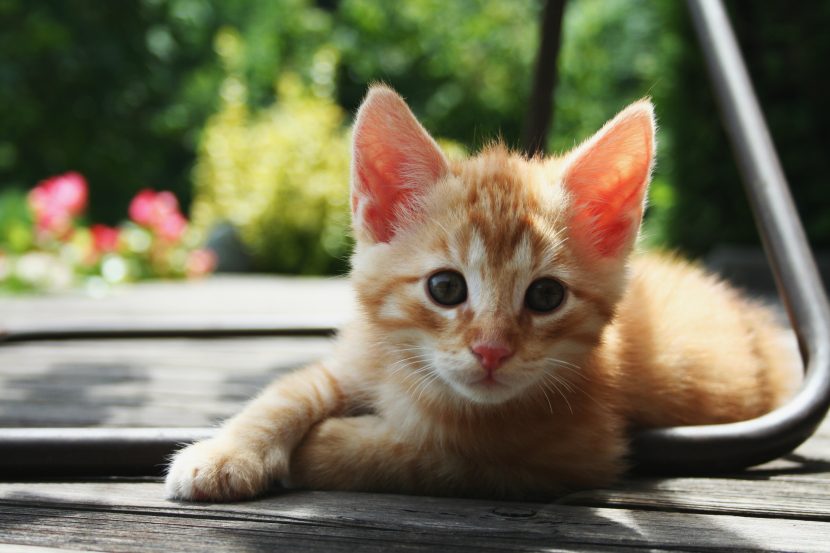 Celebra a tu minino en la Expo Vive Gatito