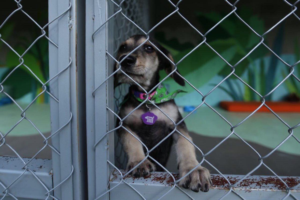 El albergue para los perros rescatados en el Metro