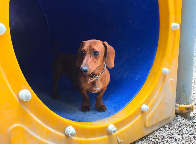 Parques para hacer feliz a tu perro