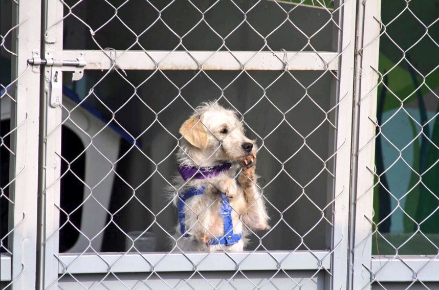 ¡Adóptalo! Requisitos del Centro de Transferencia Canina Metro