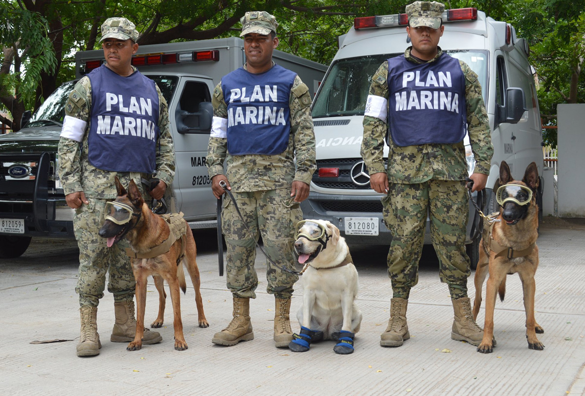 Honor a los perros rescatistas del 19S