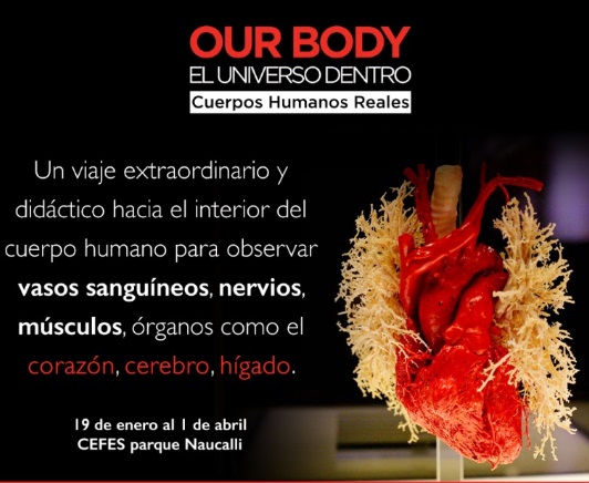 Our Body: El Universo dentro de cuerpos humanos reales llega a México
