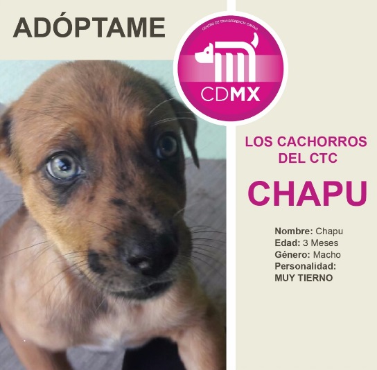 Adopta a un nuevo integrante de la familia en la Feria de Adopción Canina