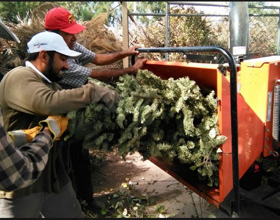 Inicia recolección de árboles de Navidad en la delegación Venustiano Carranza