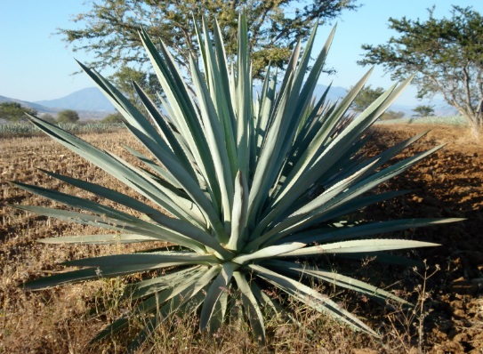 Oaxaca llega a la CDMX con “Oaxaca Tierra del Mezcal”