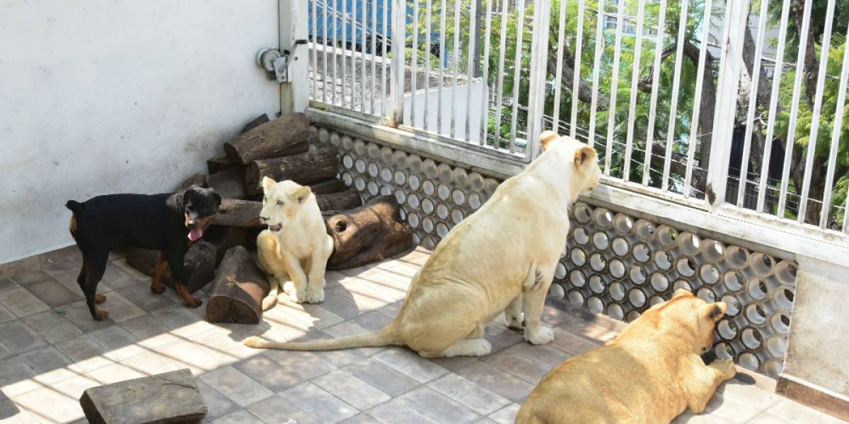 ¡Solo en la CDMX! Tres leones y un perro comparten azotea