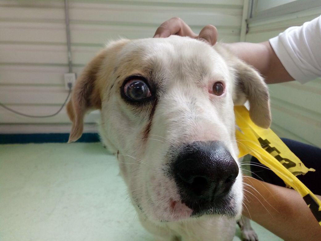 Veterinarios donan operación a perrito rescatado en el Metro