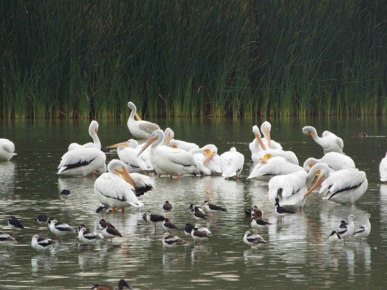 Cientos de pelícanos blancos llegan al Bosque de San Juan de Aragón