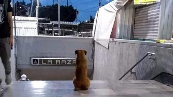 Canela, la “Hachiko de La Raza”