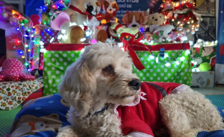 Perritos rescatados del Metro llevarán cartas a los Reyes Magos