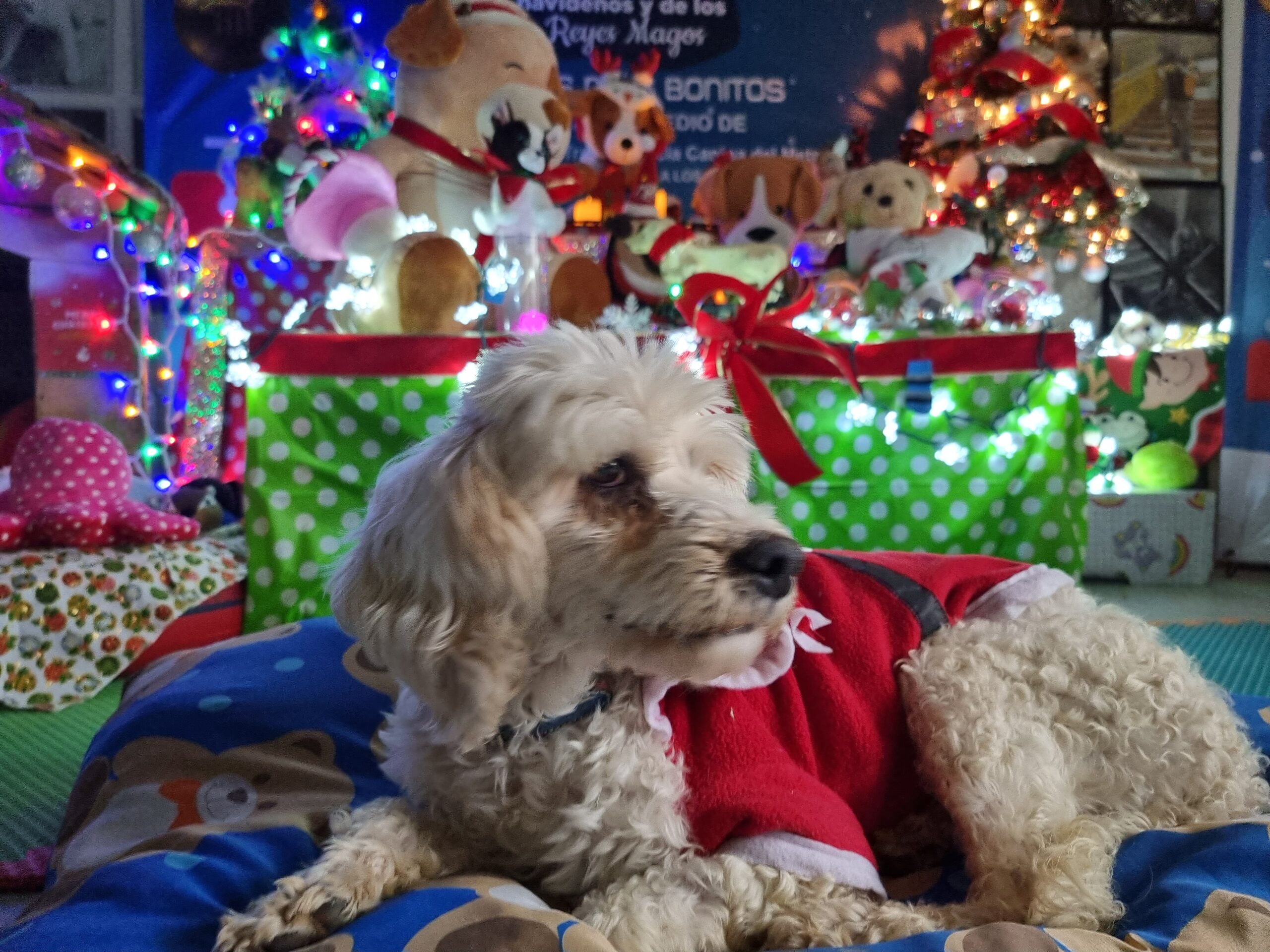 Perritos rescatados del Metro llevarán cartas a los Reyes Magos